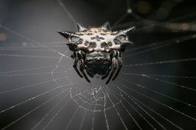      1920x1282 , , web, spider, monster, arachnid