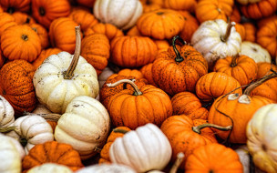 , , gourds, fall, autumn