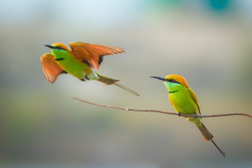      2048x1366 ,  , , bee-eater, couple, wildlife, birds