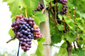 , ,  , grapes, , , , leaves, the, vineyard, 