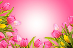      6000x4000 , , fresh, love, pink, , , romantic, tulips, flowers