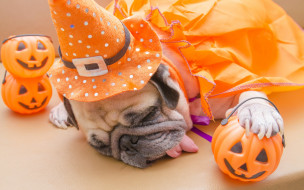      2880x1800 , , halloween, , , , , dogs, pumpkin, 