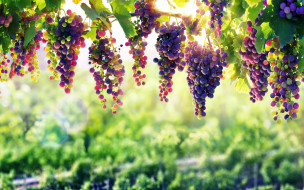 , ,  , fruit, natural, beauty, winery, vine, nature, grape