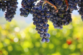 , ,  , grapes, , leaves, the, vineyard, , , 