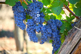 , ,  , , , , , the, vineyard, leaves, grapes