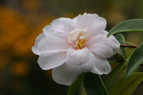      2048x1365 , , , , , , , camellia, leaf, bud, flowering, shrubs