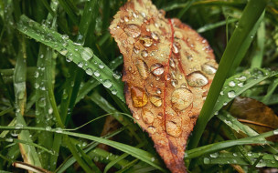      2560x1600 , , , rain, , grass, , drop, autumn, , , , , leaves, fall