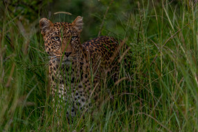 Leopard Prowl     2048x1367 leopard prowl, , , 
