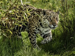 Jaguar     2000x1500 jaguar, , , 
