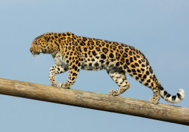 Amur Leopard     2048x1437 amur leopard, , , 
