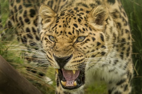 Amur Leopard     2000x1333 amur leopard, , , 