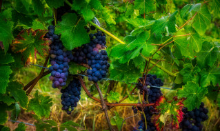      2048x1223 , ,  , grapes, leaves, , , the, vineyard, , 