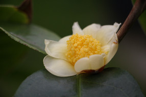      2048x1365 , , , , , , , camellia, leaf, bud, flowering, shrubs