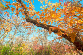 природа, другое, дерево, небо, ветки, осень, листья