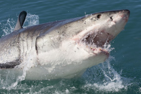 Shark  attack     2560x1710 shark  attack, , , , , attack, , shark, , , 
