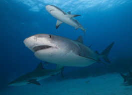 Shark     2000x1437 shark, , , , , , , , 
