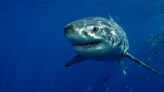 Shark     2276x1280 shark, , , , , , , , 