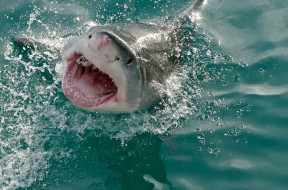 Shark  attack     2560x1690 shark  attack, , , shark, attack, , , , , , 