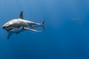 Shark     2048x1365 shark, , , , , , , , 