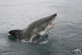 Shark  attack     2560x1707 shark  attack, , , shark, attack, , , , , , 