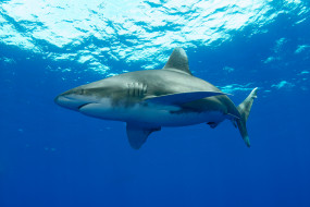 Shark     2560x1707 shark, , , , , , , , 