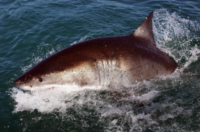 Shark  attack     2560x1699 shark  attack, , , attack, shark, , , , , , 