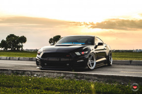 , mustang