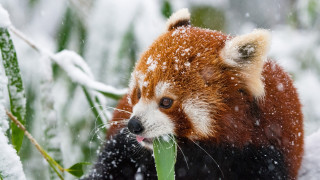 животные, панды, снег