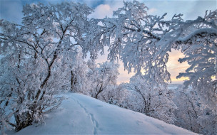  обои для рабочего стола 1920x1200 природа, зима, деревья, снег
