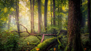 природа, лес, баварский