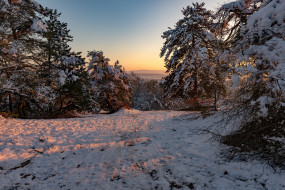 природа, пейзажи, зима, утро, деревья, снег