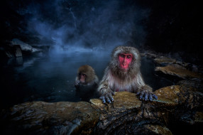 , , animal, , , , japanese, macaque, baby