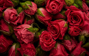      2880x1800 , , natural, roses, , , , background, fresh, flowers, red