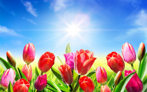      2880x1800 , , , sky, , , spring, meadow, , , fresh, flowers, colorul, tulips, pink, sunlight