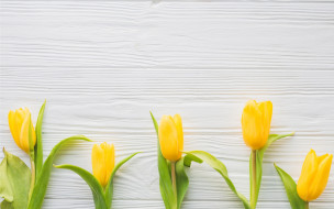      2880x1800 , , flowers, spring, wood, , fresh, , yellow, tender, tulips