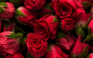      2560x1600 , , flowers, red, , , fresh, roses, natural, background, 