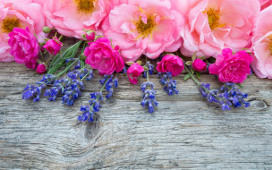      2880x1800 , ,  , , , wood, pink, , bud, flowers