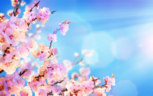      2880x1800 ,   ,  , flowers, spring, , , pink, blossom, , sakura, , , sky, 