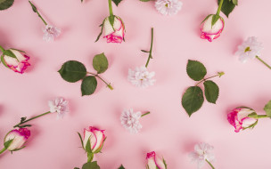 ,  , flowers, spring, , , pink, roses, , background, 