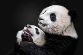 животные, панды, панда, большая, бамбуковый, медведь