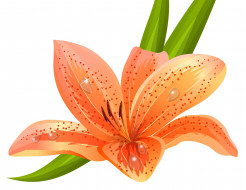  ,  , flowers, lilium, orange