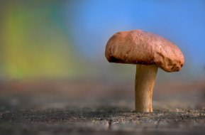      2048x1351 , , nature, beauty, mushroom