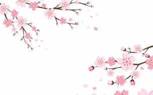  ,  , flowers, , blossom, background, cherry, , 
