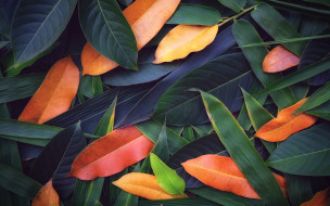      2880x1800 , , , colorful, texture, background, leaves