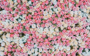      2880x1800 , , , , roses, pink, , bud, flowers