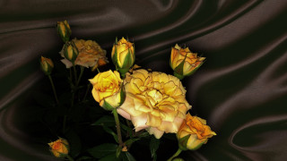      1920x1080 , , , , , , , , rose, flower, , flowers, beautiful, beauty, harmony, cool, bouquet, roses, nice, elegantly, wedding, , delicate, , bride, , , , 