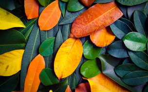 , , , , colorful, texture, background, leaves, autumn