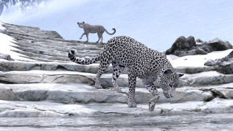 3 ,  , animals, leopards