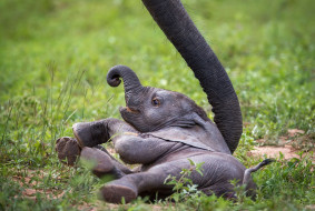      1999x1346 , , african, wildlife, zambia, , baby, elephant, 