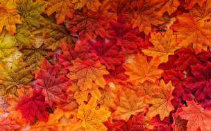 , ,  ,  , , wood, autumn, leaves, background, colorful, , , , , maple